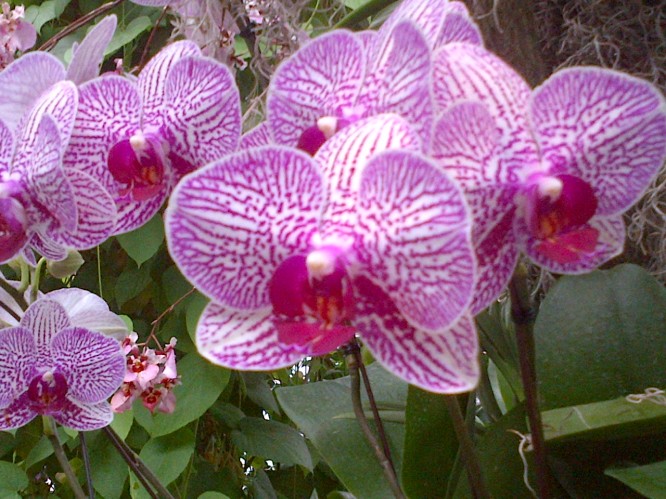 குழந்தைகள் செல்போனில் பேச தடை 8b121-orchid-3