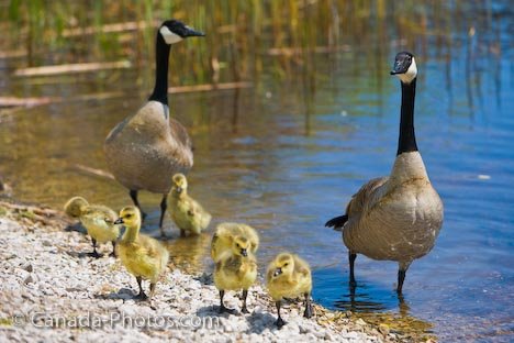 சீமை வாத்து படங்கள் 17be5-cute-canada-geese-family_5982